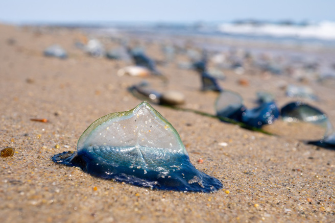 美国南加州多处沙滩出现大量蓝色生物，专家指出，这些生物其实是「帆水母」。（示意图：Shutterstock／达志）