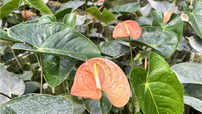 奶茶色的火鹤花，最近又流行了起来，尤其在国外市场非常夯。（张毓翎摄）