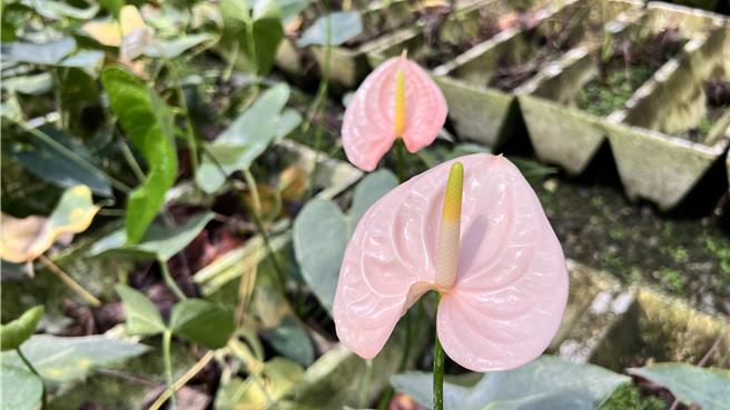 火鹤花之特殊品种「花仙子」，其顏色如肌肤般白里透红，也颇受年轻消费者喜爱。（张毓翎摄）