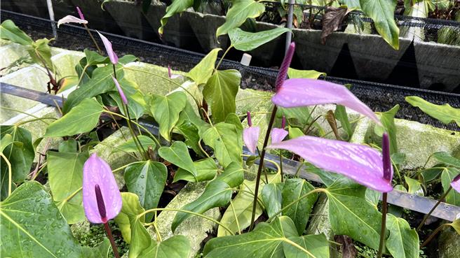 紫色的「霹雳马」品种。（张毓翎摄）