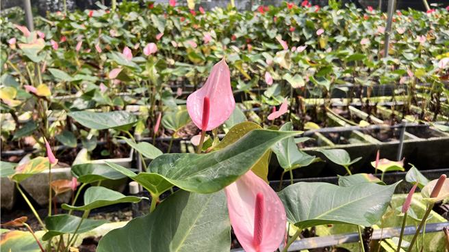 粉色系的「粉月」品种。（张毓翎摄）