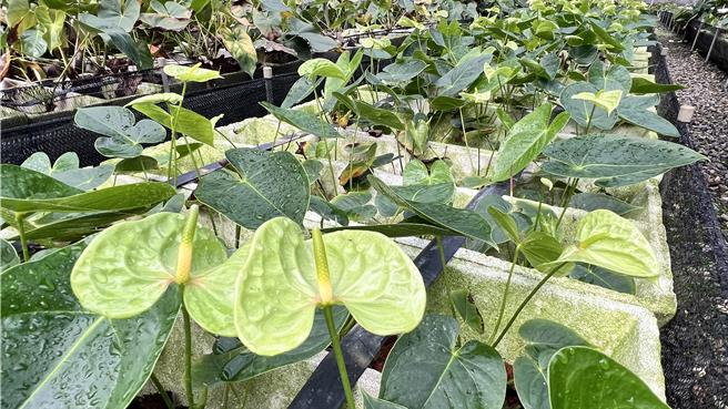 绿色系的「青山」品种。（张毓翎摄）