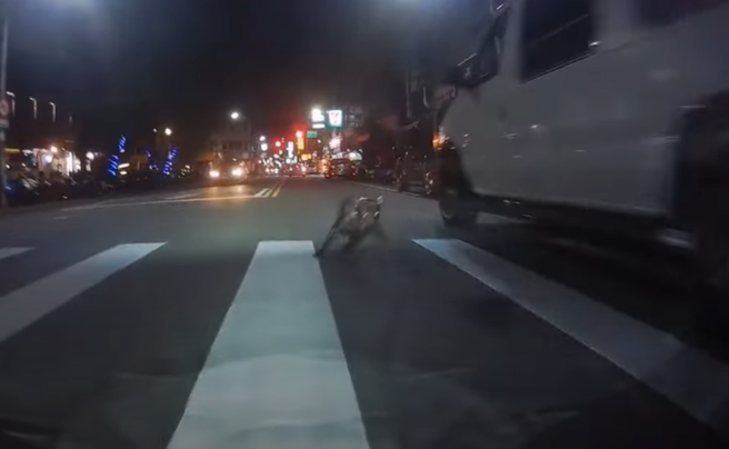有騎士路上遇到黑狗跳車，嚇得他趕緊煞車，所幸未撞上。（圖／ 翻攝自「WoWtchout-地圖型行車影像分享平台」）