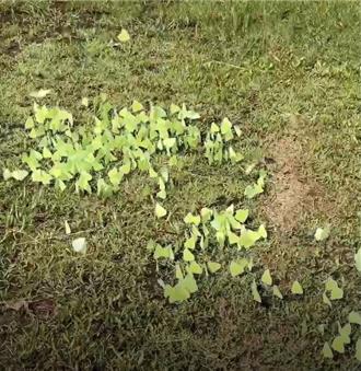 遷粉蝶只活一個月 雄蝶出任務 交配前先喝水