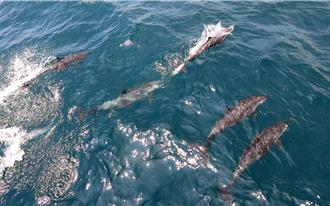 巧遇工讀生？ 台東唯一賞鯨船 首航迎300隻海豚