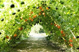 网红景点＋1！淡水南瓜盛产 打造超美5色南瓜隧道任打卡