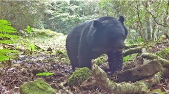 玉山台灣黑熊族群擴散 4個月11筆紀錄以瓦拉米步道最多