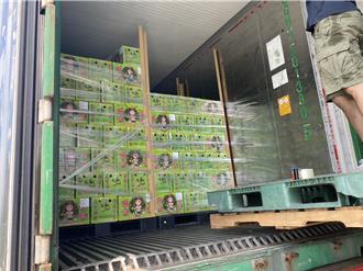 麻豆文旦揚名英國 貿易訂貨量成長10倍再銷4千箱