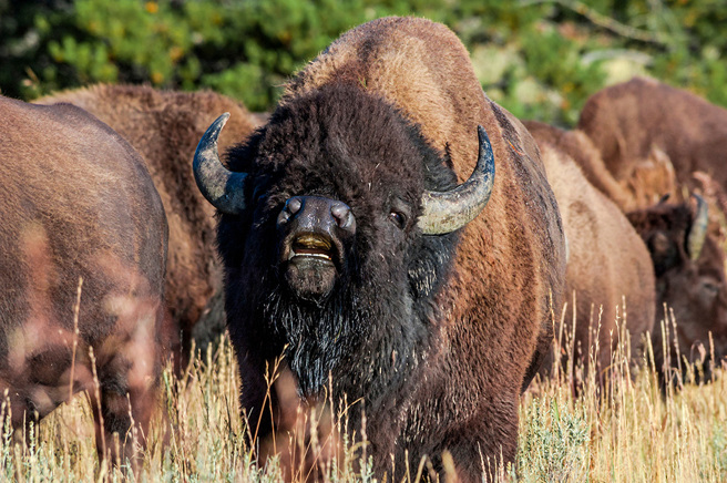男子藉着酒胆狠踹野牛，结果惨被撞伤，还面临4项指控。(图:shutterstock/达志)