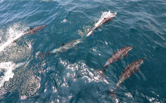 游客搭上台东成功赏鲸船，拍下海豚跳跃、击浪。（蔡旻妤摄）