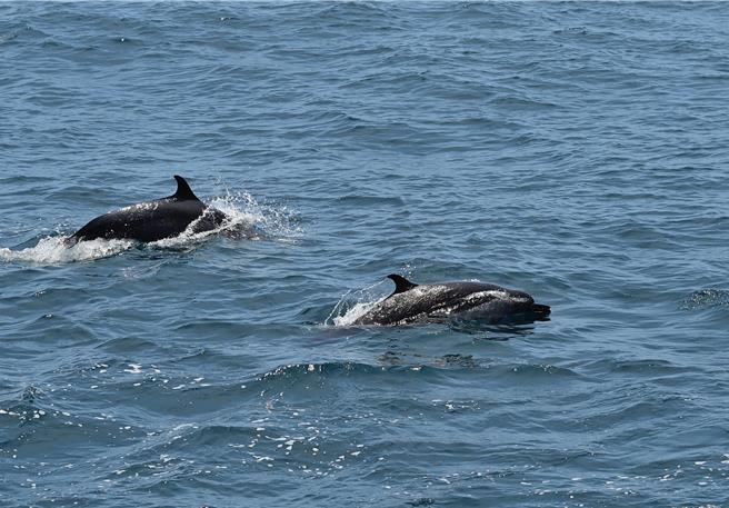游客搭上台东成功赏鲸船，拍下海豚跳跃、击浪。（蔡旻妤摄）