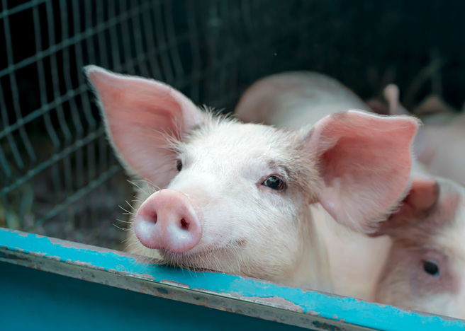 大陆湖北一名女子将小猪放在后车箱，未料遇上大塞车，小猪被闷到晕死，她急忙抱到路边做CPR。（示意图：Shutterstock／达志）