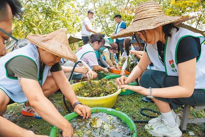 信義房屋結合社區一家計畫等多元計畫，打造全民永續共好圈，圖為信義志工前往高雄美濃湖水雉復育工作站，協助棲地水草整理、搬運。（信義房屋提供）