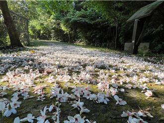 石碇桐花祭4日登场 悠游淡兰古道赏桐花