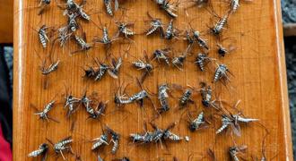 阿里山鄉民遭「自殺攻擊」 110隻蚊子全屍畫面曝