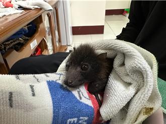 失親台灣狐蝠寶寶長胖 可愛猶如翅膀小黑狗