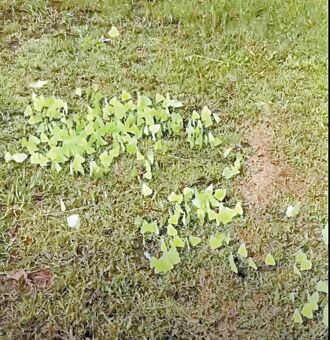 嘉義 蘭潭後山遷粉蝶紛飛 交配產卵好時機