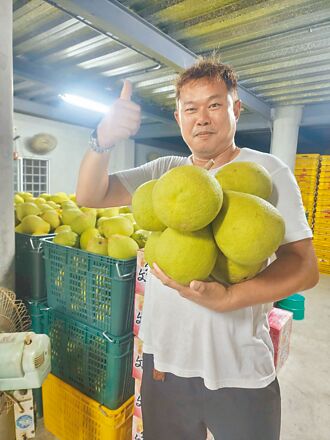 麻豆文旦揚名英國 貿易商續訂4000箱