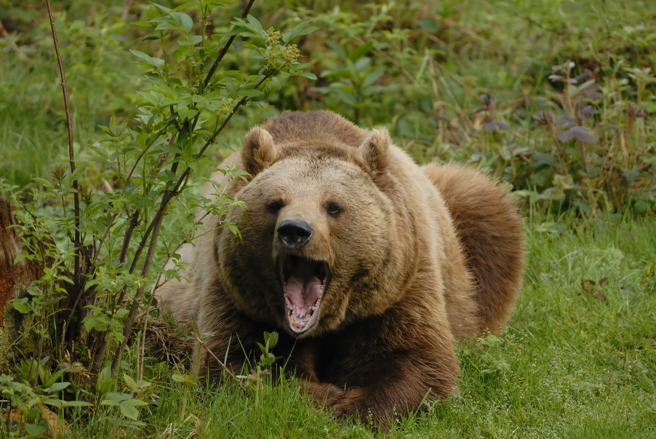 網友好奇詢問，若獨自一人在野外，寧願遇到熊還是想遇到陌生男人，結果不少人選擇熊，引起討論。（示意圖：shutterstock／達志）