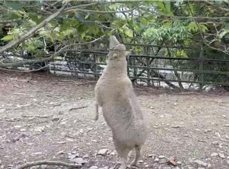 直擊清境綿羊秀神技！直立啃樹梢嫩葉