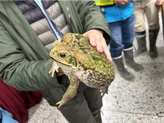 影》密集恐懼症勿看！蟾蜍大軍入侵鳥嘴潭人工湖