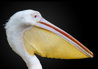 鵜鶘當著遊客面「生吞同事」 苦主從巨嘴中撈出一臉懵