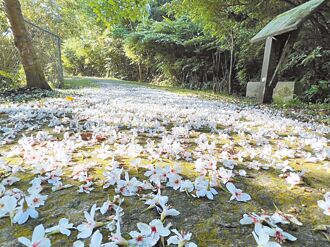 淡兰吊桥修缮完成 石碇桐花祭添亮点
