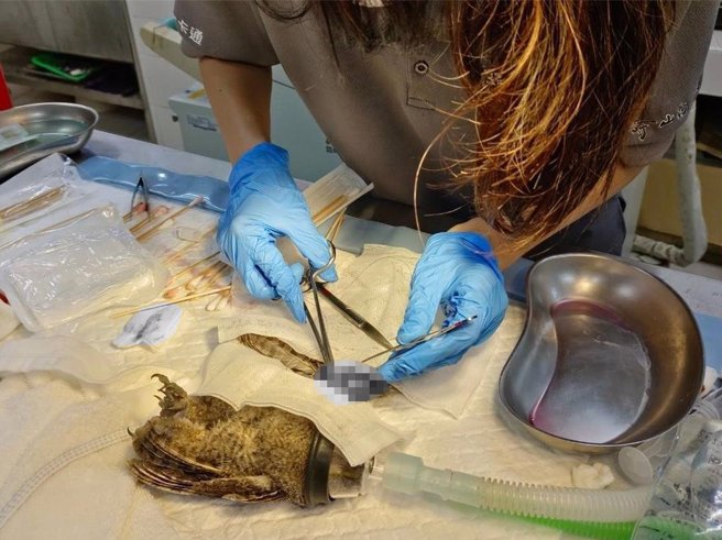 收容的离巢领角鸮雏鸟呆萌样。（柯宗纬翻摄）