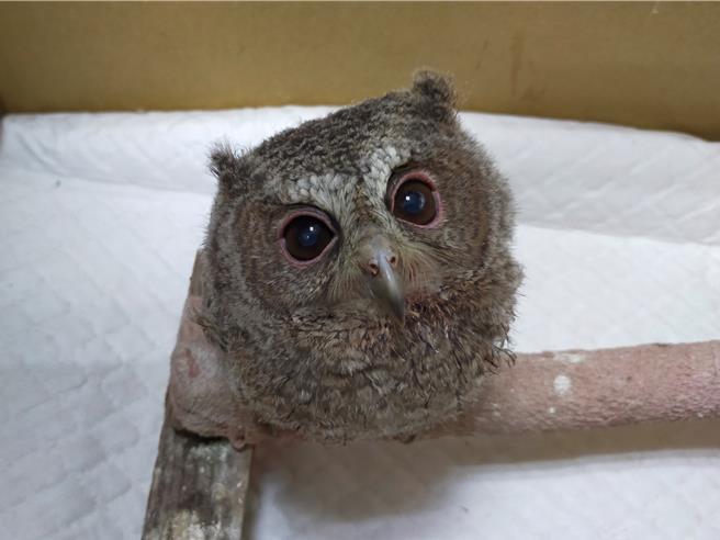 收容的离巢领角鸮雏鸟呆萌样。（柯宗纬翻摄）