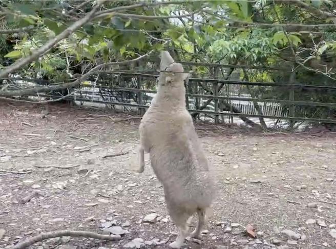 清境农场放养的绵羊，为了吃树枝上的嫩叶，被游客捕捉到靠后腿直挺挺站立画面，直呼「牠们为了吃，练就一身好本领」。（清境农场提供／王煌忠南投传真）