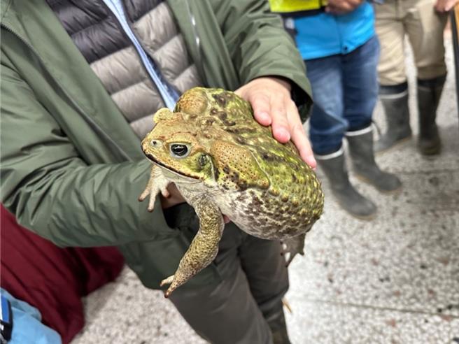 南投草屯「鸟嘴潭人工湖」，遭外来种「海蟾蜍」入侵，因适逢春夏交替繁殖期，「移除海蟾蜍边境防守队」，近来就捕获超过3万只，甚至1夜就捕捉超过万只。（中水分署鸟嘴潭湖区工务所提供／王煌忠南投传真）