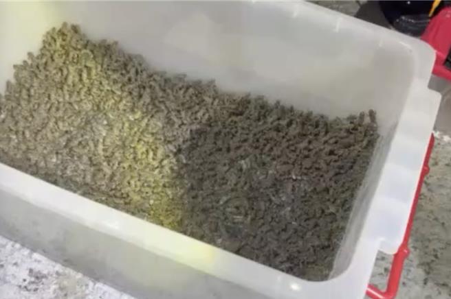 鸟嘴潭湖区工务所在每年3到8月海蟾蜍繁殖期，都会加强巡捕，最近甚至一夜就捕获上万只幼蟾蜍，全数集中挤在一起，令人头皮发麻。（中水分署鸟嘴潭湖区工务所提供／王煌忠南投传真）