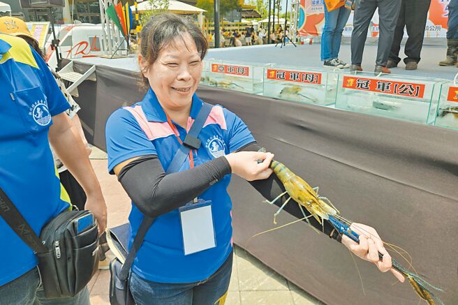 第6届潮州赛神虾4日登场，虾农张富淳饲养的冠军虾，长度到她的手肘。（罗琦文摄）
