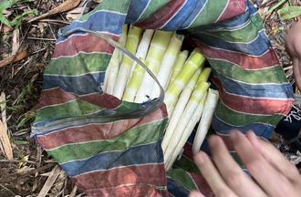 男子「筍」人不利己 偷採45支桂竹筍送法辦