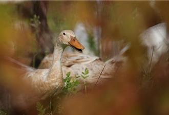 泰国极端高温致38死 鸭子热到不下蛋、榴莲农叫苦