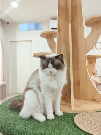 台中網紅貓咖遭爆虐貓、黑歷史遭翻 動保處及業者說話了