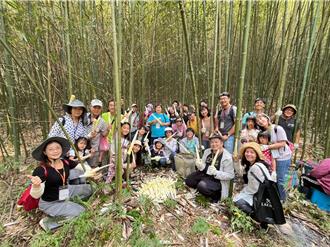 遊部落採桂竹筍！苗縣府結合原民部落 辦採收體驗
