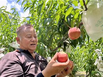 空气甜甜的！玉山脚下红玉甜桃成熟了 鲜脆Q软都好吃