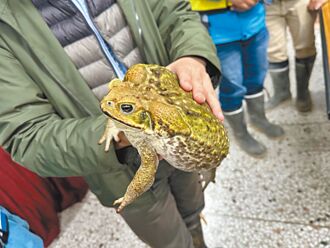 南投 海蟾蜍遍布鳥嘴潭 1夜逮上萬隻
