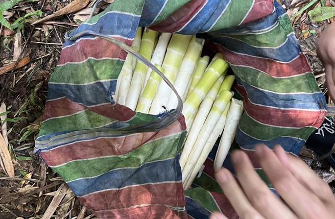 警方搜出被盗採的桂竹笋。（民眾提供／李京升苗栗传真）