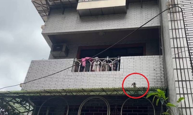 基隆警方日前接獲民眾報案，有小狗跌落遮雨棚。（翻攝畫面）