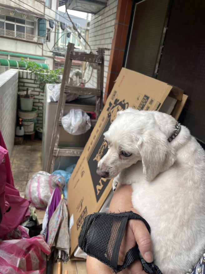 基隆警方日前接獲民眾報案，有小狗跌落遮雨棚。（翻攝畫面）