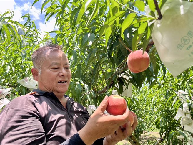 信義鄉果農幸金生栽種在濁水溪畔，以黑黑谷山泉水澆灌的紅玉甜桃成熟了，樹齡5年的甜桃今年大豐收。（楊靜茹攝）