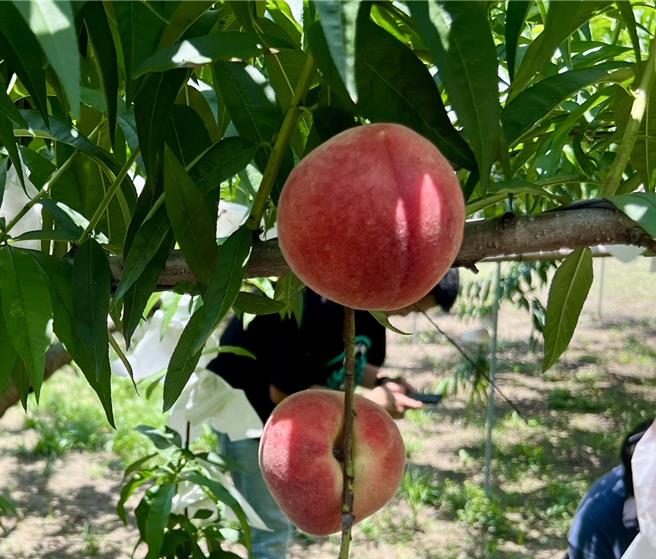 濁水溪流域入夏常有焚風發生，不利栽種夏季蔬果，紅玉甜桃每年4月底至6月初收成，成為信義鄉熱銷特產，鄉公所打造品牌「布農甜桃」。（楊靜茹攝）