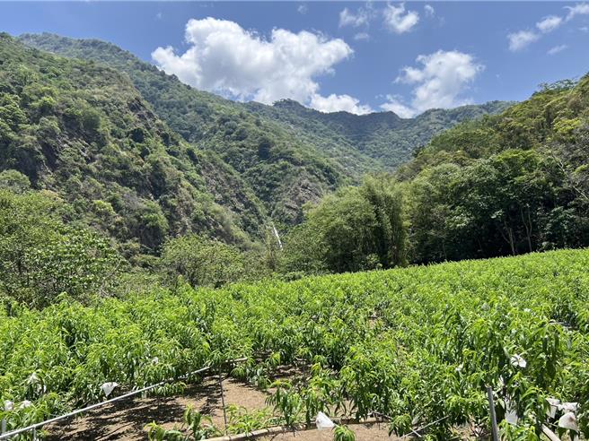 果農幸金生在黑黑谷瀑布附近栽種約1公頃的紅玉甜桃，以山泉水澆灌，時常辛勤除草，加上日夜溫差大，近期大豐收。（楊靜茹攝）