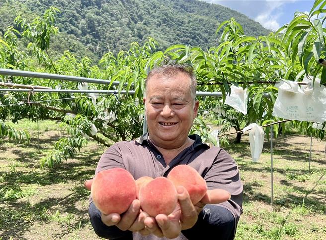 果農幸金生在黑黑谷瀑布附近栽種的紅玉甜桃，歷經5年辛勤耕種，今年總算迎來紅玉甜桃豐收的喜悅。（楊靜茹攝）