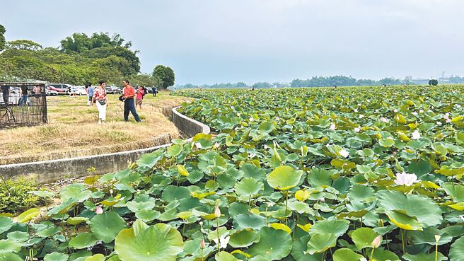 台南白河蓮花季5日在馬稠後關帝廳廟埕開幕，廟方配合蓮花季，在廟埕附近契作7公頃的蓮花。（張毓翎攝）