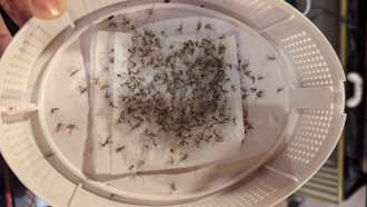 捕蚊盒抹1乳霜秒變「滅蚊神器」 網看成果照驚：祖宗8代全抄