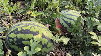 助花蓮農民  新北果菜「人手一瓜 讓愛回家」團購西瓜