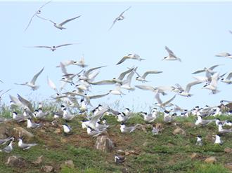 跳岛旅游启动 澎湖望安后帝仔屿燕鸥翩翩翔舞